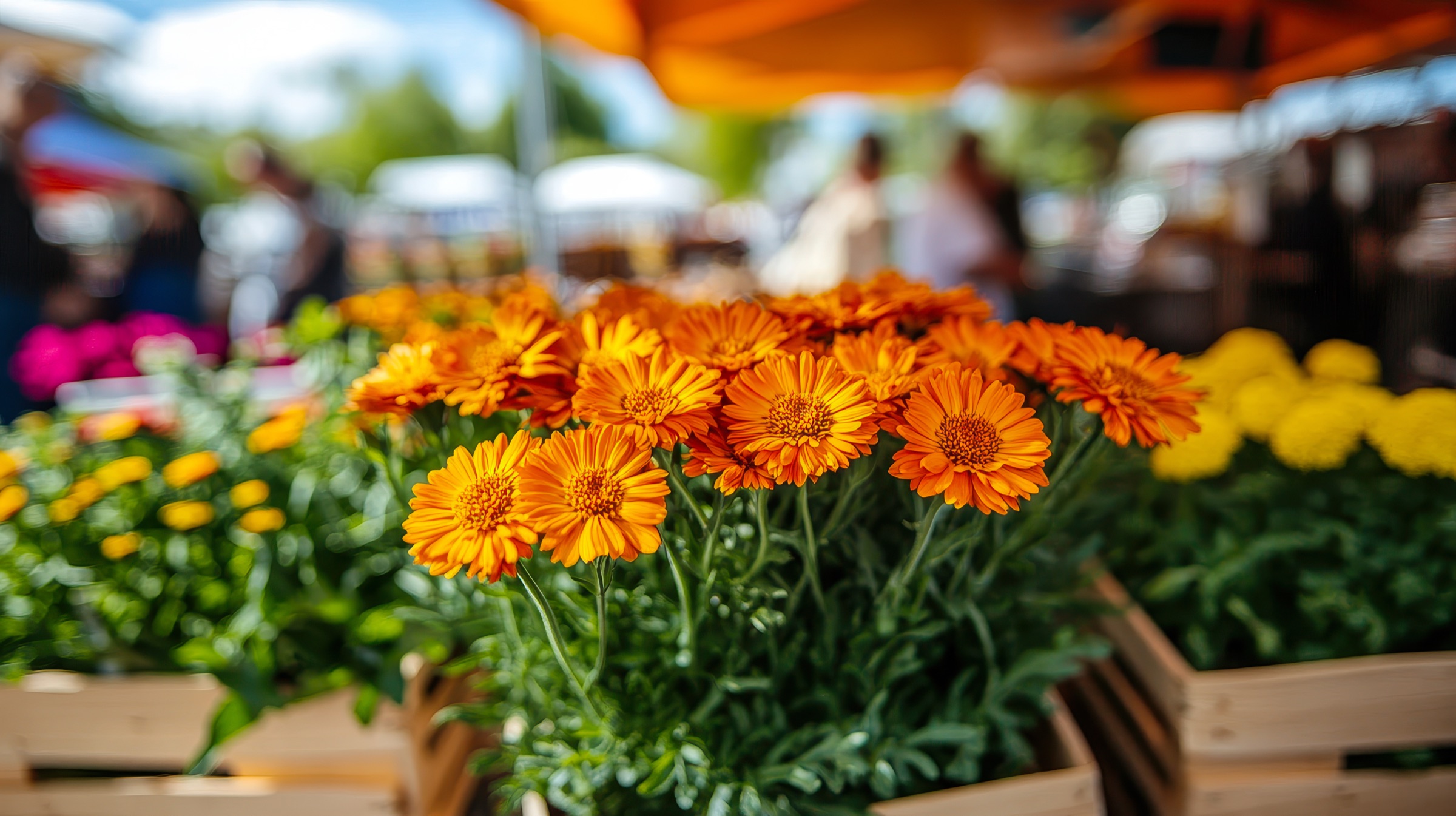 Orange marigolds in wooden crates at an outdoor market with vendor canopies